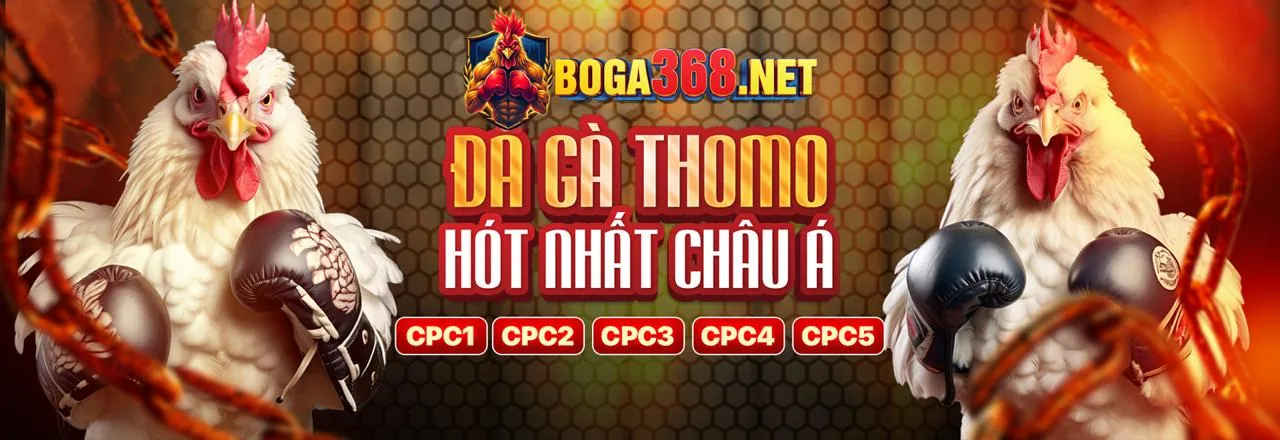 Trận đá gà kịch tính với khán giả cổ vũ tại 8sbet win